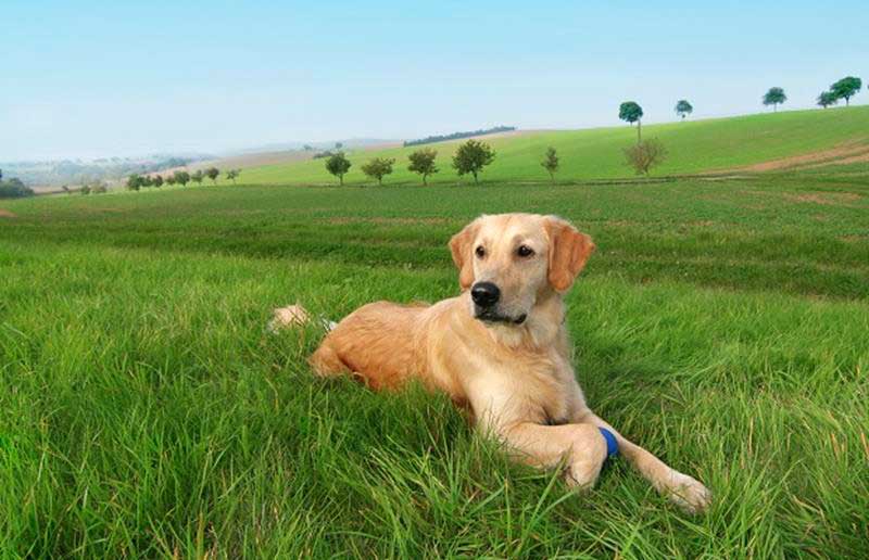 K-Laser Therapy