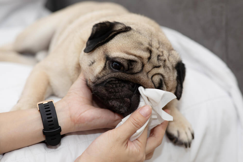 Allergy Testing in Daly City