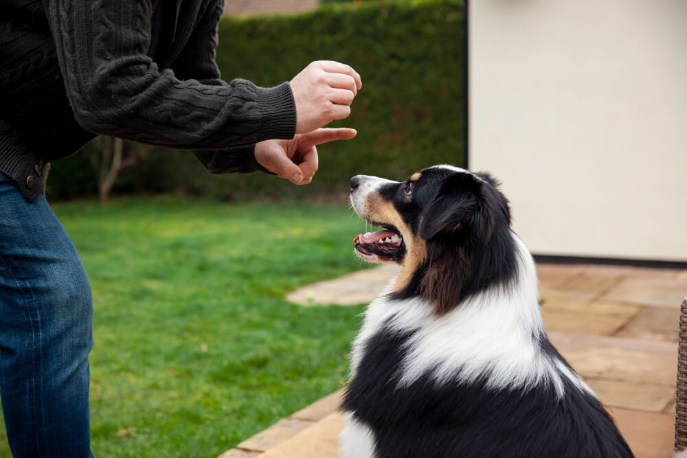 Behavior Management in Daly City