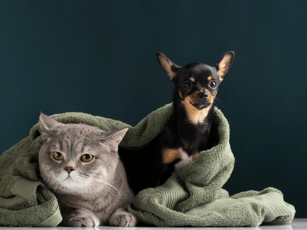 Spay and Neuter Daly City, CA