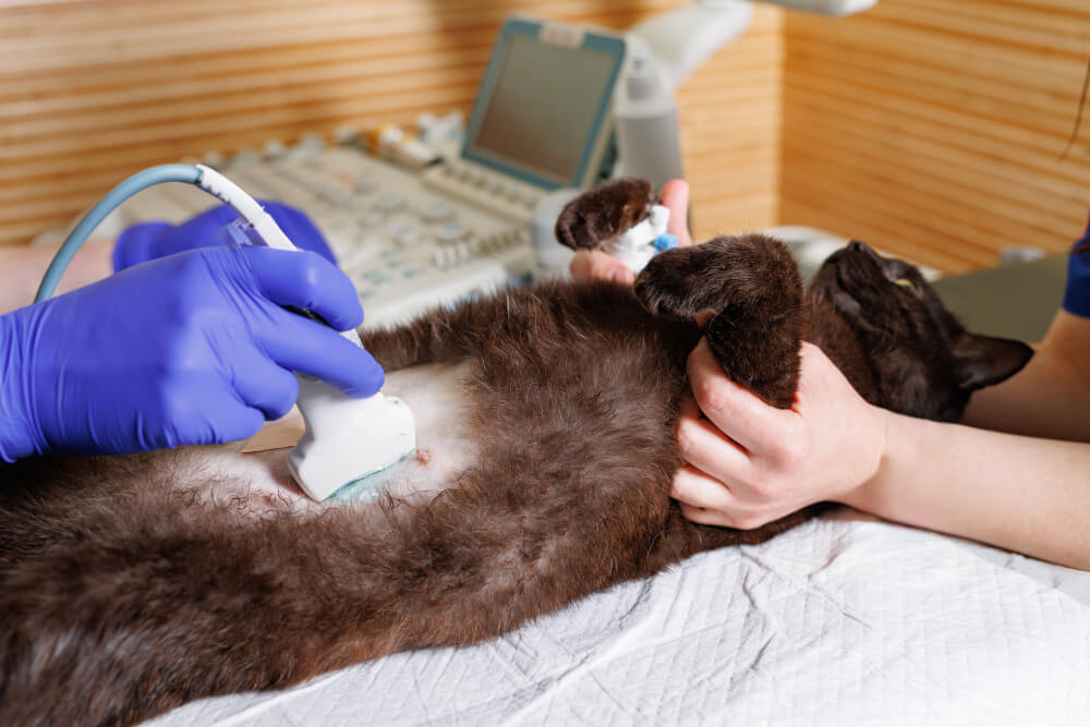 Ultrasound Daly City, CA